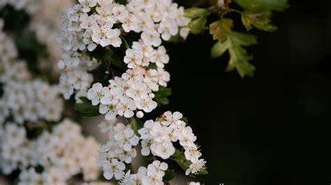 楂 花朵 白色的花 Pixabay上的免费照片 Pixabay