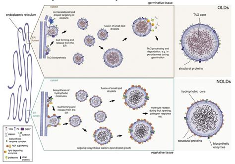 Lipid Droplets Biofuel Supply - Creative Biostructure