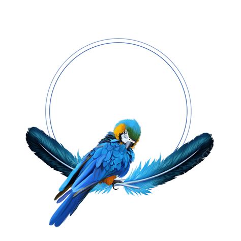 Feather Borders Clipart Hd Png Feather Round Border Feather Parrot