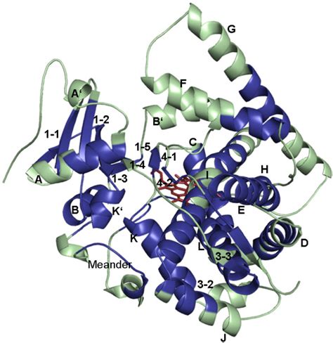 SCRs of CYPs in a structural overview. The structurally conserved ... 