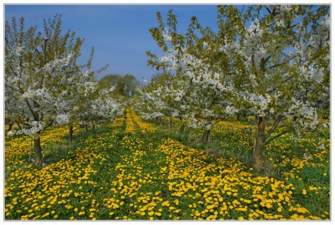 Der Mai ist gekommen..... Foto & Bild | jahreszeiten, frühling, reise ...