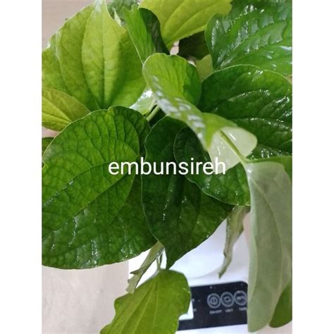 Daun Kaduk Fresh Helai Miangkam Leaf Organic Kaduk Piper