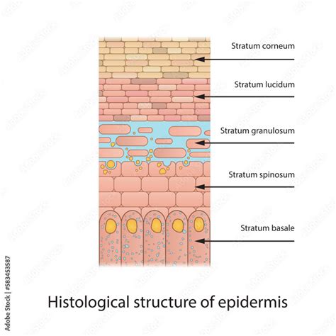 Histological Structure Of Epidermis Skin Layers Shcematic Vector