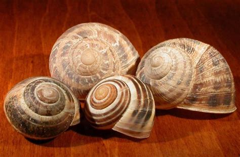 Snail Shells Greece Price Supplier 21food