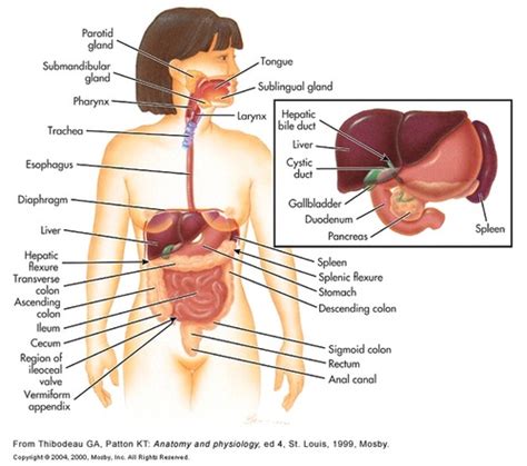 Nurs Gi Malnutrition Obesity Flashcards Quizlet