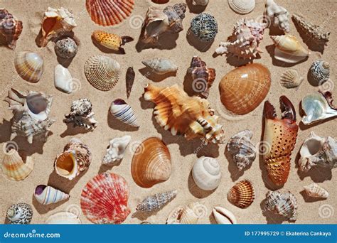 Sea shells on sandy beach stock image. Image of tourism - 177995729