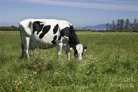 Holstein Cow Grazing Photograph By Inga Spence Fine Art America