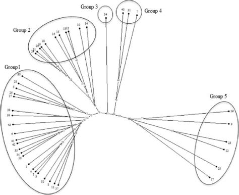 Dendrogram Of 43 Durum Wheat Germplasm Resulting From The Upgma Cluster