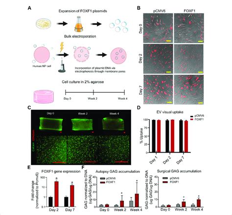 A Schematic Representation Of In Vitro Reprogramming Of Human Nucleus Download Scientific