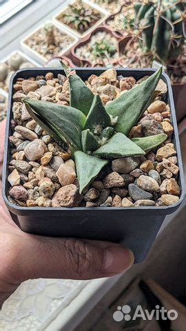 Ariocarpus, Astrophytum, Ариокарпус купить в Москве | Товары для дома и ...