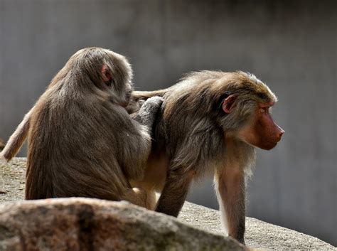 El Curioso Momento En Que Un Babuino Tomó Y Acarició A Una Cría De León En Un Safari De