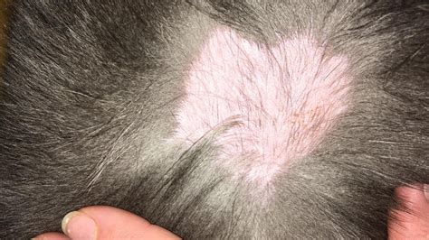 Hair Loss in Cats: Symptoms and Treatment - Cat Care Clinic