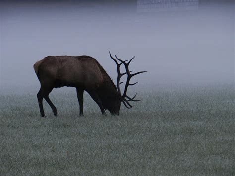 Boss Elk Photograph By Deborah Ferree Fine Art America