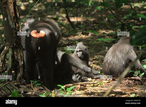 group  crested macaques macaca nigra  tangkoko forest north