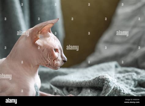 Funny Sphynx cat at home Stock Photo - Alamy