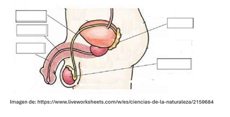 Print Map Quiz APARATO REPRODUCTOR MASCULINO biología 6º primaria