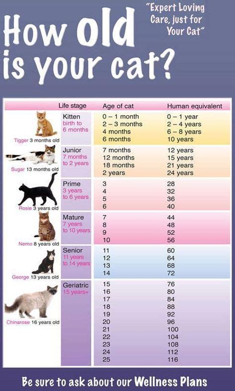 Quick How Old Is My Cat In Human Years At A Glance Guife Cat Ages Cat Years Crazy Cats