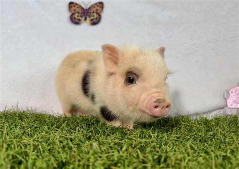 Teacup pigs for sale in Alabama