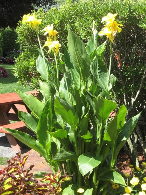 Canna Lily | UMass Amherst Greenhouse Crops and Floriculture Program