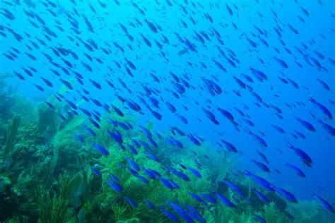 Photos Faune Et La Flore Sous Marine En Corse En Voilier De Location