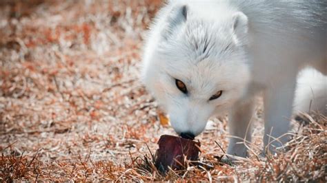 What Do The Arctic Foxes Eat Really Animalfoodplanet