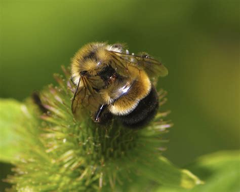 U.S. lists rusty patched bumblebee as endangered species