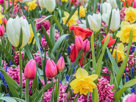 Create A Spring Garden With Flower Bulbs | Gardening | Blooming Secrets