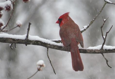 Cardinal Oiseau Séance Direction Photo gratuite sur Pixabay Pixabay