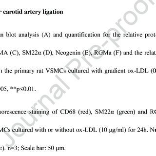 The Expression Of Rgma Upregulates In Macorphage Like Vsmcs And