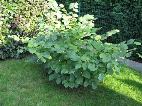 Corylus Avellana Nottingham Fruehe HAZELNOOT Hazelnut Bush