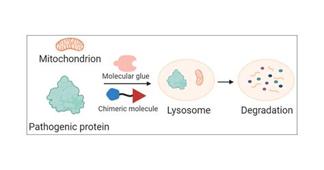 Targeting Lysosomal Degradation Pathways New Strategies And Techniques