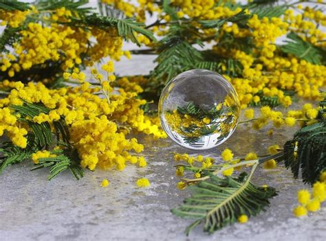 Мимоза Для Рабочего Стола - 60 фото