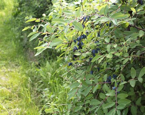 Jagoda Kamczacka Lonicera Caerulea Uprawa I Wymagania