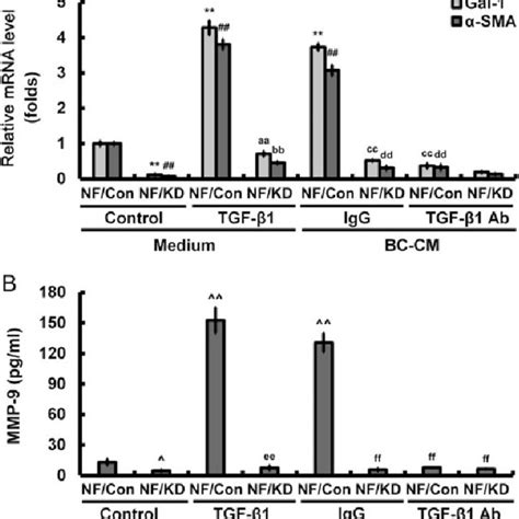 Gal 1 Modulates CAF Augmented MDA MB 231 Cell Migration And Invasion By