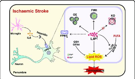 Schematic Representation Of The Proposed Neuroprotective Mechanism Of