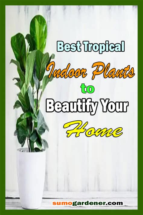 20 Best Tropical Indoor Plants to Beautify Your Home