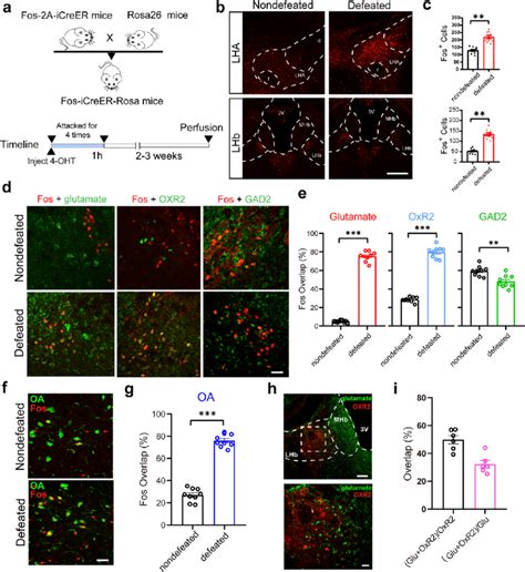 Activation Of The Lha Orx Lhb Glu Circuit After Social Defeat Stress