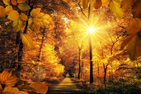 K K K K Autumn Parks Roads Trees Rays Of Light Sun