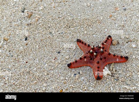 how to know if starfish is dead