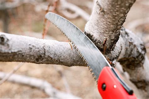 How To Use A Pruning Saw For Trees And Shrubs