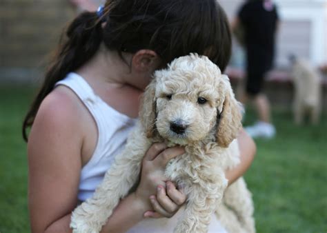 Faithful Doodles Zoeys 6 Week Old F1b English Goldendoodles Los