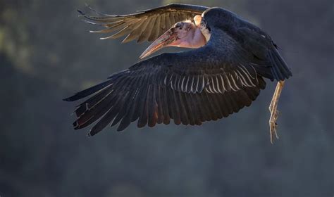 Marabou Stork In Flight Betty Sederquist Photography