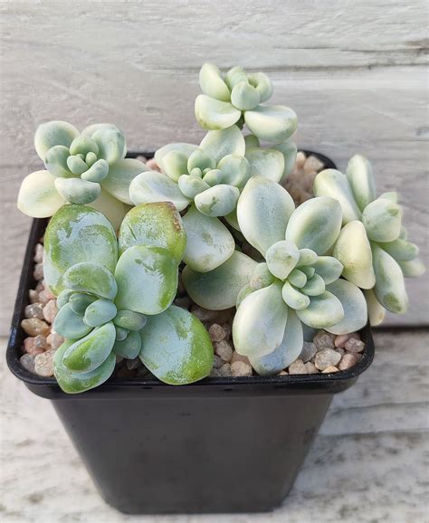 Sedum Clavatum Variegata Meryplantys