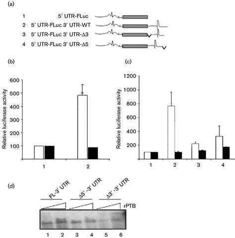 Effect Of Deletions In The 39 Utr On Cvb3 Ires Activity A Schematic