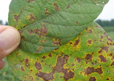 Septoria Brown Spot In Soybean IMAGE EurekAlert Science News Releases