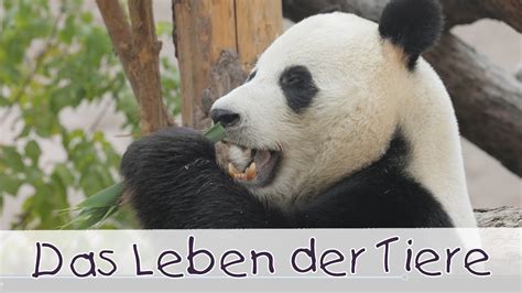 Das Leben der Tiere Tierlieder für Kinder II Kinderlieder YouTube