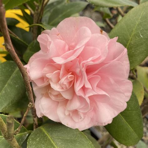 Camellia Japonica Debutante Piedmont Carolina