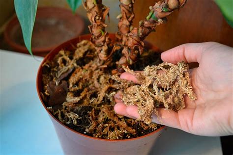 Грунт для антуриума: какой нужен в домашних условиях, состав земли, как ...