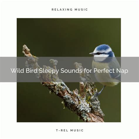 Sleep And Recharge With Soft Birds Noises Música E Letra De Sleep