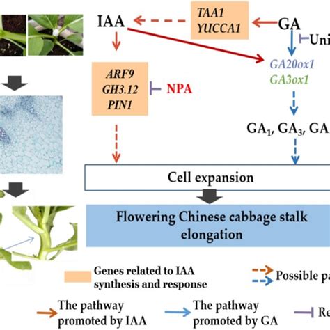 Pdf Crosstalk Between Auxin And Gibberellin During Stalk Elongation